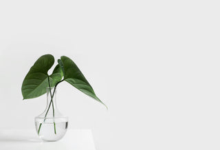 a plant in a vase of water